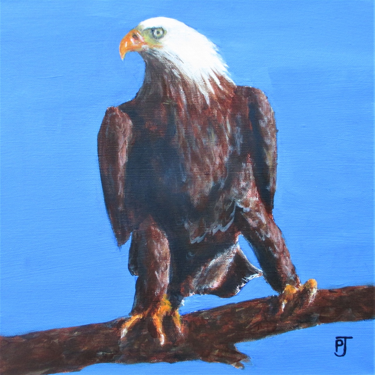 Bald eagle on branch