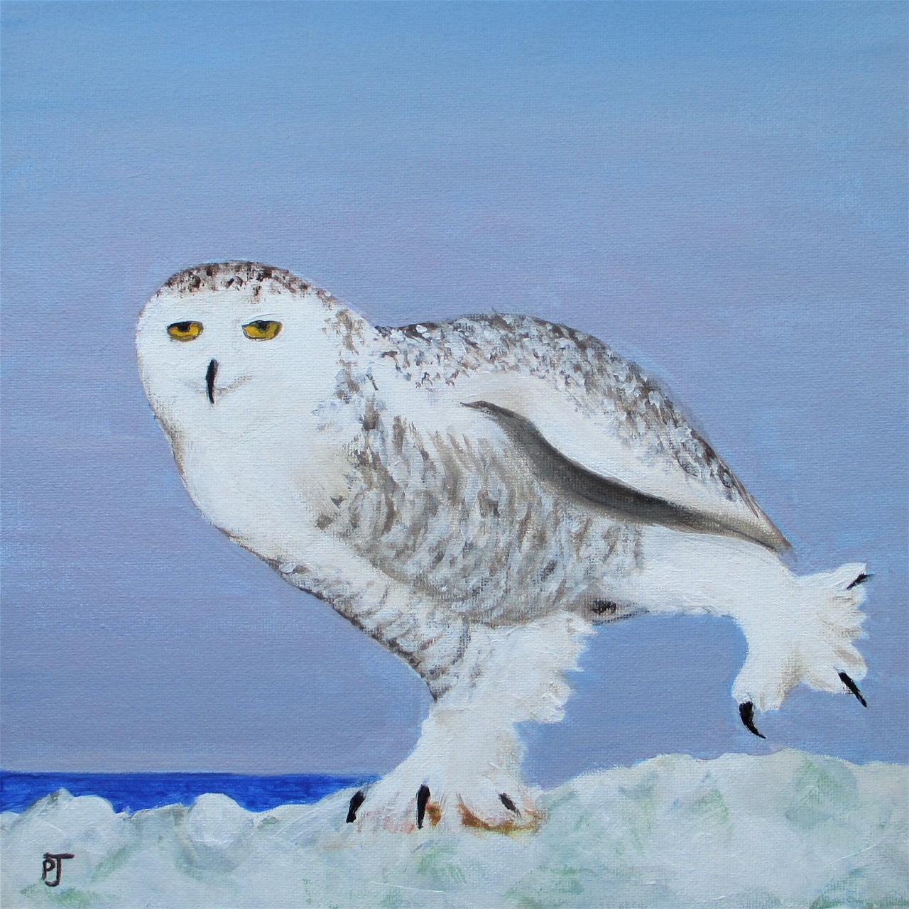 snowy owl ice dancing